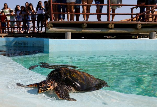Tanque de tartarugas marinhas do Projeto Tamar de Regência - Linhares 