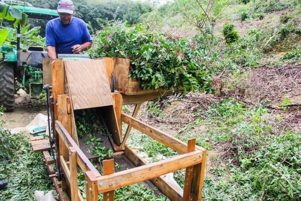 Edson Luiz Vettoraci inventou uma máquina que reduz o trabalho na colheita de pimenta. Crédito: Secom Cachoeiro de Itapemirim