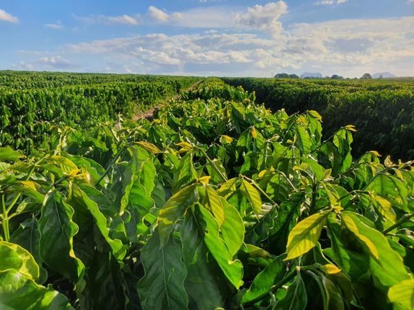 Plantio de café que usa tecnologias de irrigação de precisão. Crédito: Divulgação/Robusca Coffee