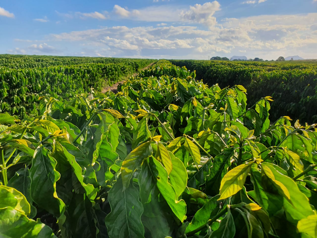 A Gazeta  Café capixaba é vendido para gigante do setor agrícola