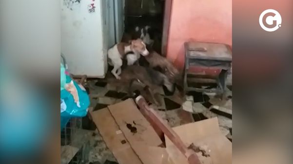 Polícia encontrou 52 cachorros vítimas de maus-tratos na casa da família presa em Guarapari. Crédito: Reprodução