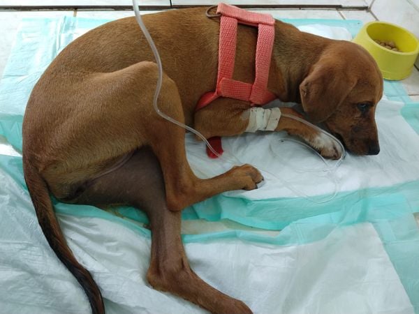 Animal está internado em uma clínica veterinária de Nova Venécia. Crédito: Divulgação