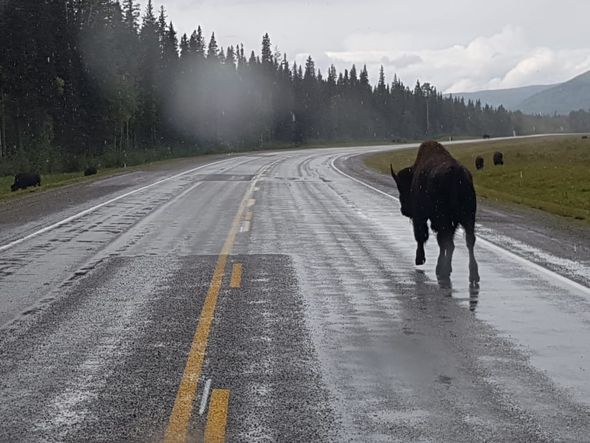 Springfield - expedição ao extremo: casal viaja de motorhome pelo extremo das Américas.  por Arquivo Pessoal