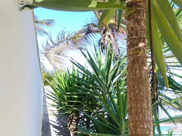 Cobra é encontrada na Praia dos Adventistas, em Guarapari por Deybson Novelli