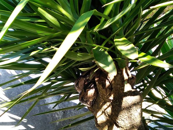 Cobra é encontrada na Praia dos Adventistas, em Guarapari por Deybson Novelli