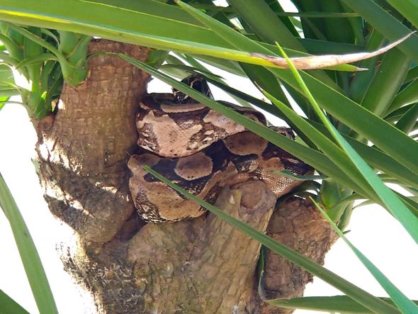 Cobra é encontrada na Praia dos Adventistas, em Guarapari por Deybson Novelli