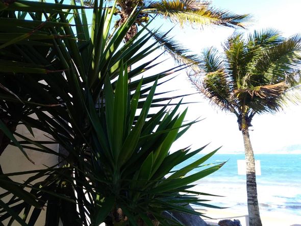 Cobra é encontrada na Praia dos Adventistas, em Guarapari por Deybson Novelli