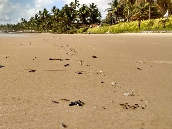 Praias de Ilhéus, na Bahia, com óleo vazado por Secom/Prefeitura de Ilhéus