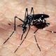 Imagem - Por que o tipo de dengue confirmado no ES é o que mais preocupa