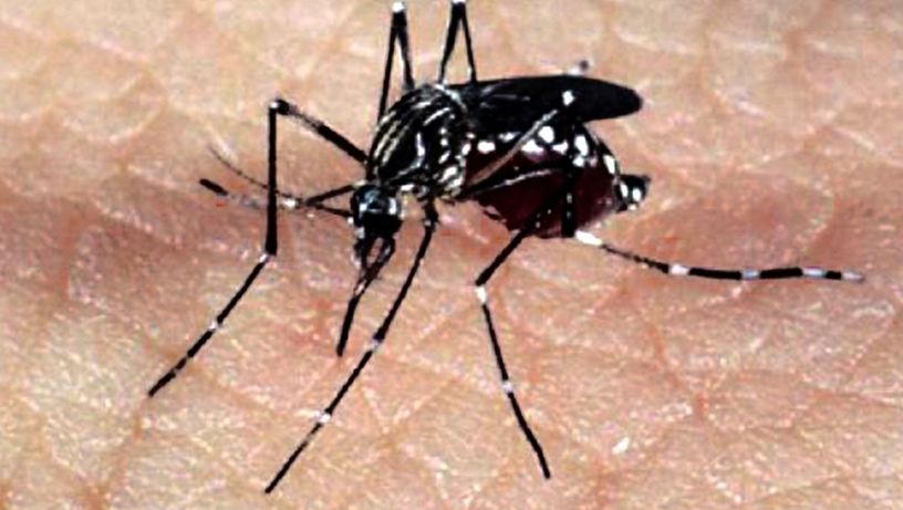 Mosquito Aedes aegypti, responsável pela transmissão dos vírus da dengue, febre chikungunya e Zika