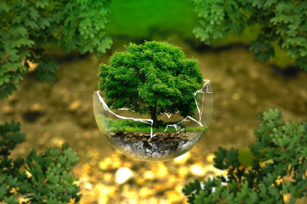 A árvore usa a radiação solar como fonte de energia e água e nutrientes do solo para crescer. Crédito: Pixabay