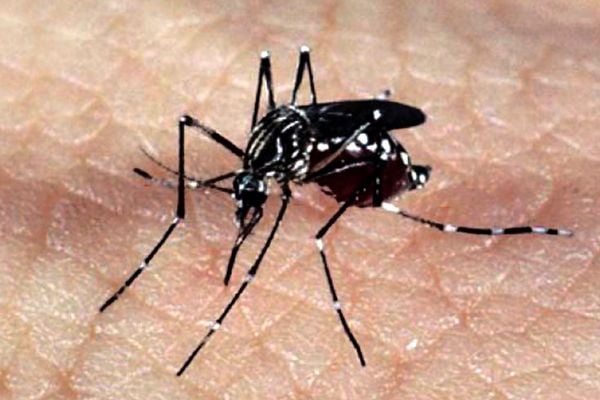 Mosquito Aedes aegypti, responsável pela transmissão dos vírus da dengue, febre chikungunya e Zika . Crédito: Agência Brasil