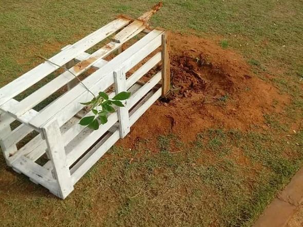 Cada ipê com a grade de proteção teve um custo de R$ 250 por Divulgação