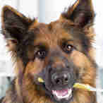 Imagem - Aprenda o passo a passo para escovar os dentes do seu pet