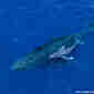 Imagem - Mamãe Jubarte e filhote são flagrados em águas capixabas