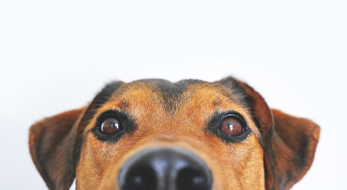 Além de muito amor, futuro dono deve ter atenção em relação ao abrigo e às condições de saúde do animal