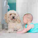 Imagem - Confira 6 dicas para integrar bebês e cachorros em casa