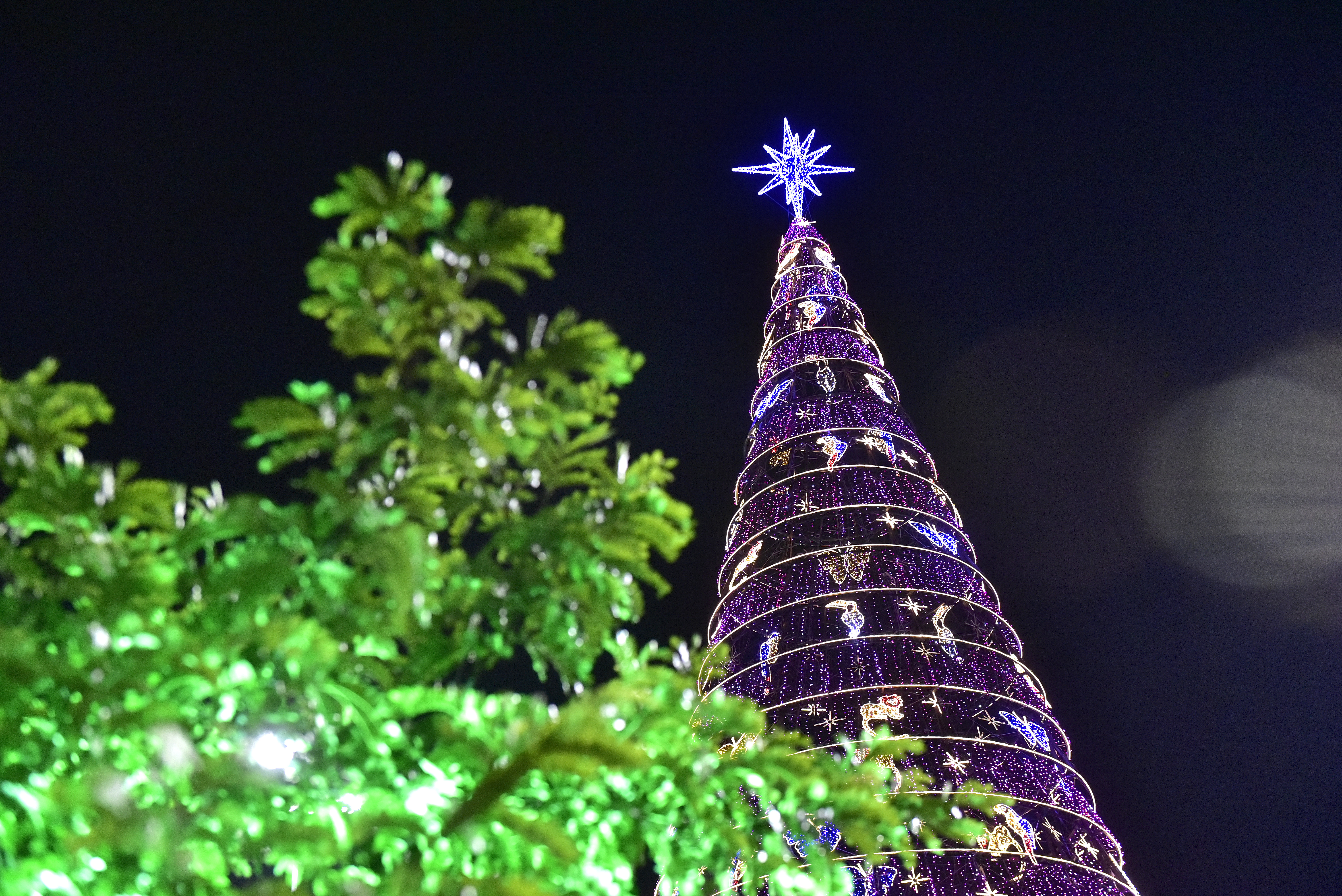 A Gazeta | Árvore de Natal Gigante é inaugurada na Serra A Gazeta | Árvore de Natal Gigante é inaugurada na Serra