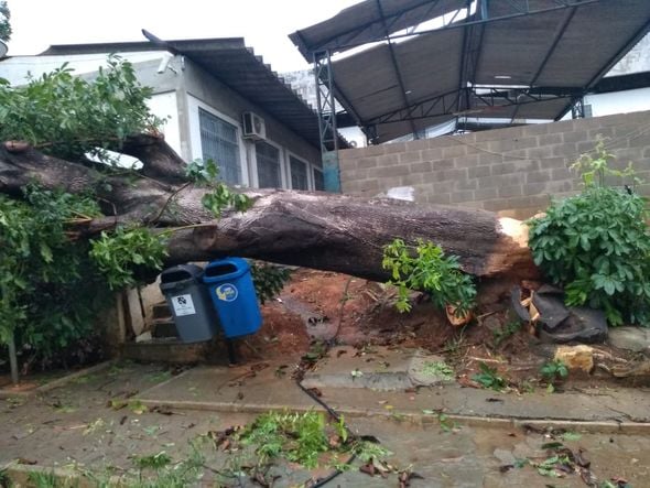 Árvores caíram com a forçado do vendaval em Alegre por Internauta