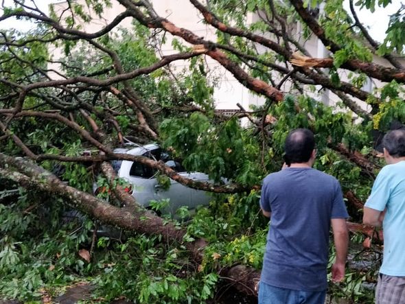 Chuva derruba árvores e danifica telhados na Ufes de Alegre por Internauta | A Gazeta