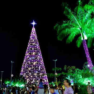 Imagem - Árvore de Natal gigante do Parque da Cidade, na Serra, terá apenas 23m