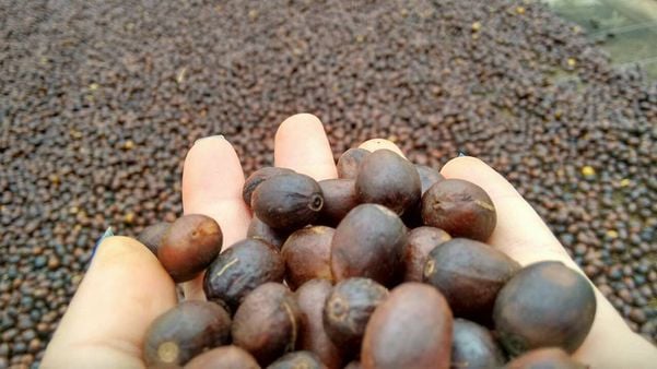 Café é o principal produto do setor agroalimentar, ocupando quase 70% das áreas colhidas no Espírito Santo. Crédito: Café Cordilheiras do Caparaó /Divulgação