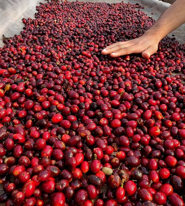 Muitos dos trabalhadores no interior do Estado se dedicam ao cultivo e colheita do café. Crédito: Dall’Orto/Divulgação