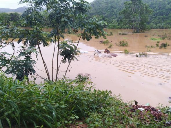 Cavalos em Santa Leopoldina por Caíque Verlí