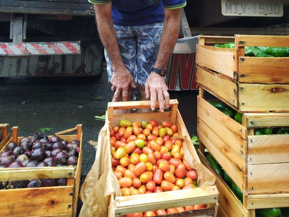 De Domingos Martins, José Pianzoli teme perder toda a produção de tomate por Caíque Verli