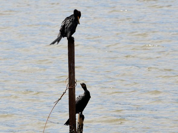 Após semana com chuva forte, sol volta a aparecer (25/11/2019) por Ricardo Medeiros