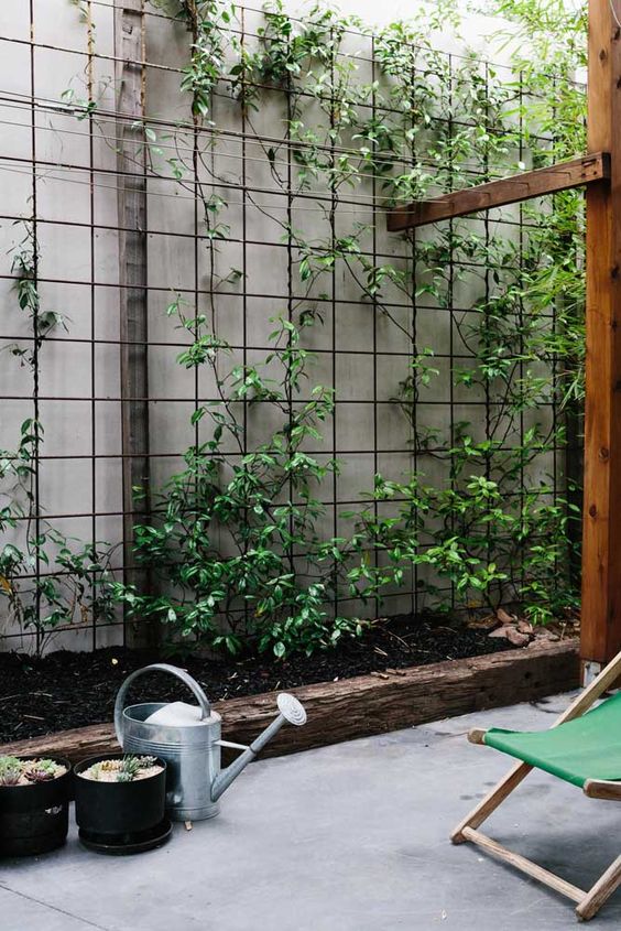 A Gazeta | Veja as dicas para ter plantas trepadeiras em casa | Gazeta