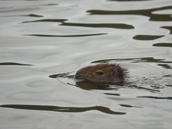 Capivara estava nadando na Baía de Vitória, na altura da Curva do Saldanha por Vitor Jubini