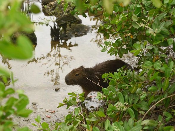 Capivara estava nadando na Baía de Vitória, na altura da Curva do Saldanha por Vitor Jubini