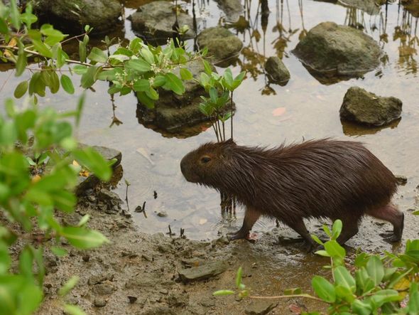 Capivara estava nadando na Baía de Vitória, na altura da Curva do Saldanha por Vitor Jubini