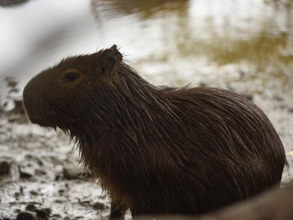 Capivara estava nadando na Baía de Vitória, na altura da Curva do Saldanha por Vitor Jubini