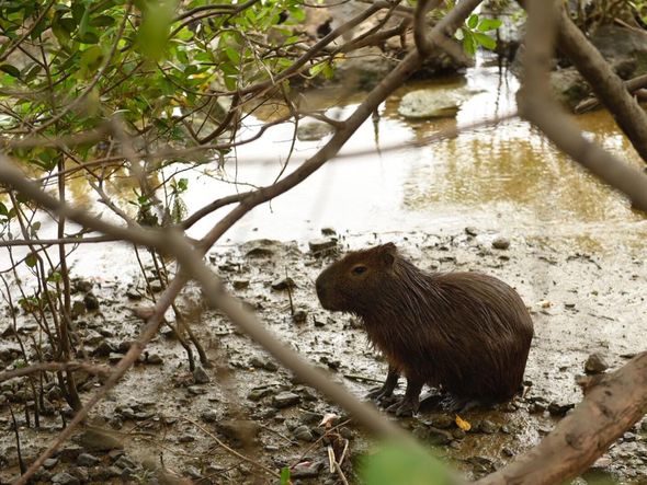 Capivara estava nadando na Baía de Vitória, na altura da Curva do Saldanha por Vitor Jubini