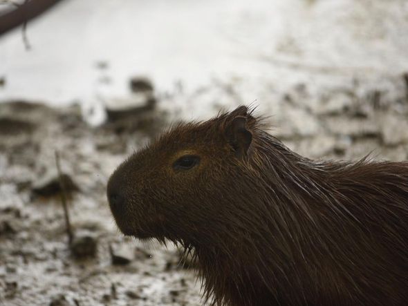 Capivara estava nadando na Baía de Vitória, na altura da Curva do Saldanha por Vitor Jubini