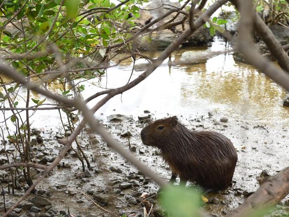 Capivara estava nadando na Baía de Vitória, na altura da Curva do Saldanha por Vitor Jubini