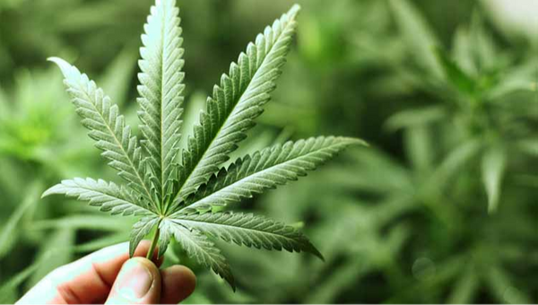 Plantação de maconha. Crédito: Divulgação