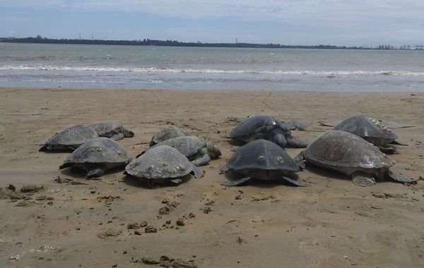 Tartarugas são encontradas na Praia de Camburi, em Vitória. Crédito: Internauta | A Gazeta