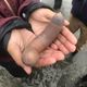 Imagem - Milhares de "peixes-pênis" invadem praia na Califórnia