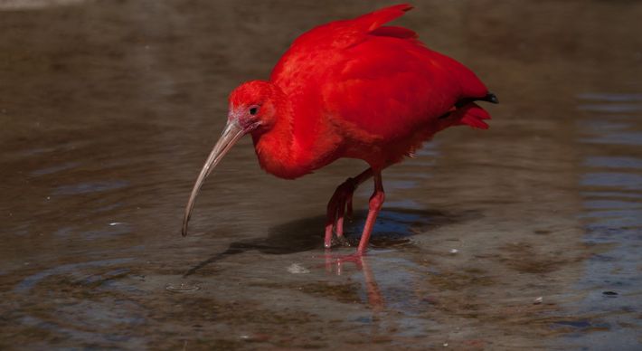 Guará, ave de plumagem avermelhada e que tem essa coloração por conta da alimentação predominantemente feita à base do caranguejo, tem incidência em outras regiões litorâneas, porém não na costa capixaba