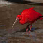 Imagem - Ave que deu nome a Guarapari já não é mais vista na cidade