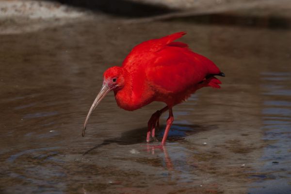 O tom avermelhado das penas do guará se dá por um pigmento presente no caranguejo que faz parte da dieta da ave. Crédito: Martin Mecnarowski / Shutterstock.com