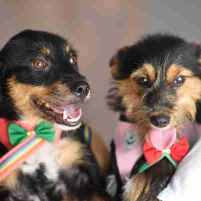 Imagem - Abandonados, cachorros ganham ensaio de Natal para estimular a adoção