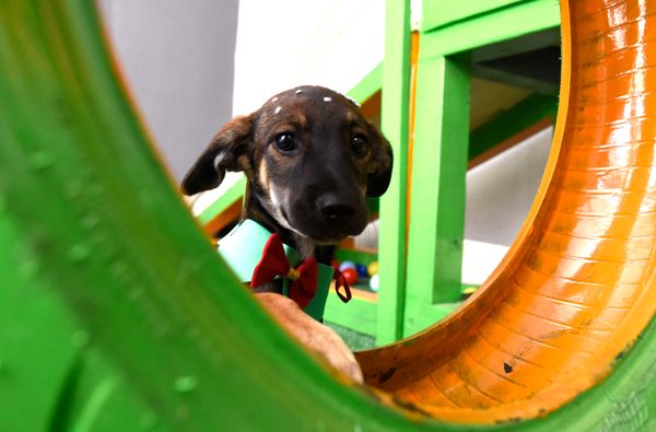 Data: 17/12/2019 - ES - Vitória - Esse cãozinho aguarda por adoção na Ong Patinhas Carentes - Editoria: Cidades - Foto: Carlos Alberto Silva - GZ por Carlos Alberto Silva