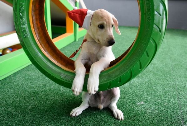 Data: 17/12/2019 - ES - Vitória - Esse cãozinho aguarda por adoção na Ong Patinhas Carentes - Editoria: Cidades - Foto: Carlos Alberto Silva - GZ por Carlos Alberto Silva