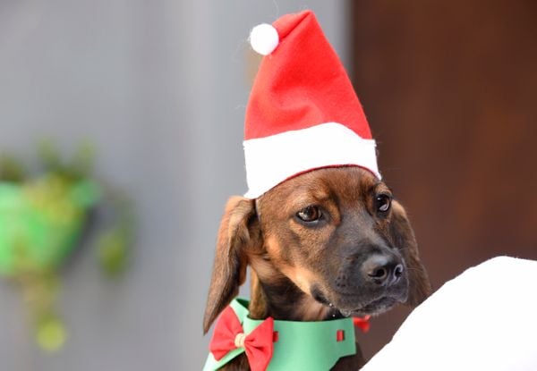 Data: 17/12/2019 - ES - Vitória - Esse cãozinho aguarda por adoção na Ong Patinhas Carentes - Editoria: Cidades - Foto: Carlos Alberto Silva - GZ por Carlos Alberto Silva