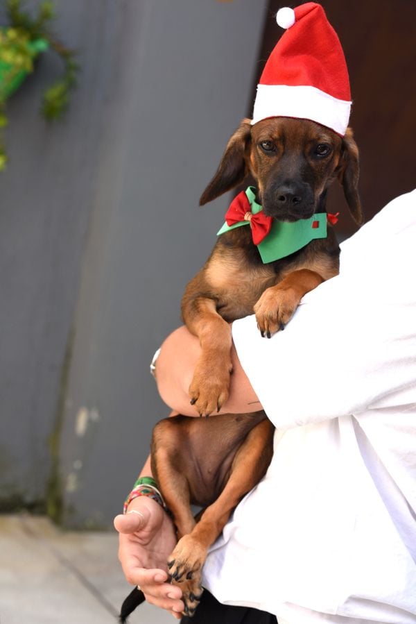 Data: 17/12/2019 - ES - Vitória - Esse cãozinho aguarda por adoção na Ong Patinhas Carentes - Editoria: Cidades - Foto: Carlos Alberto Silva - GZ por Carlos Alberto Silva
