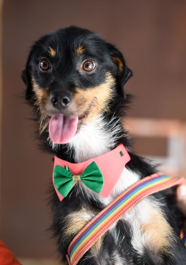 Data: 17/12/2019 - ES - Vitória - Esse cãozinho aguarda por adoção na Ong Patinhas Carentes - Editoria: Cidades - Foto: Carlos Alberto Silva - GZ por Carlos Alberto Silva